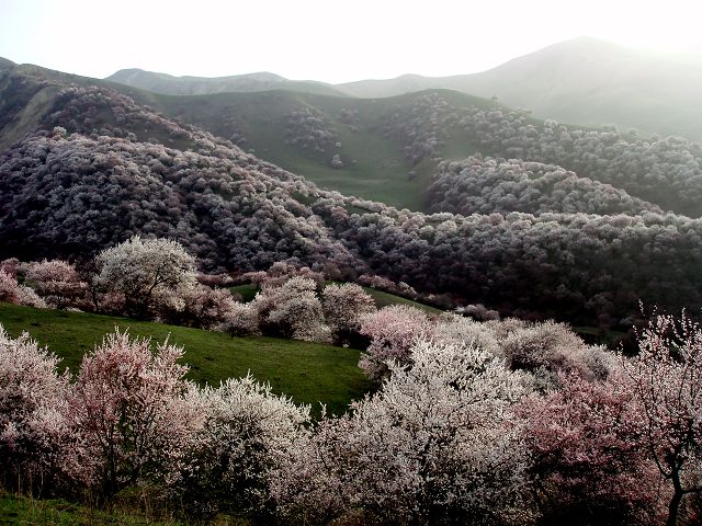 伊犁杏花沟