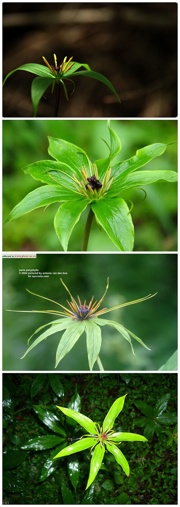 七叶一枝花别称:蚤休 七叶一枝花,又名七叶莲,算是植物中的异类.