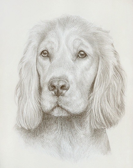 英国插画师katrina手绘的狗狗肖像～【katrina.图】