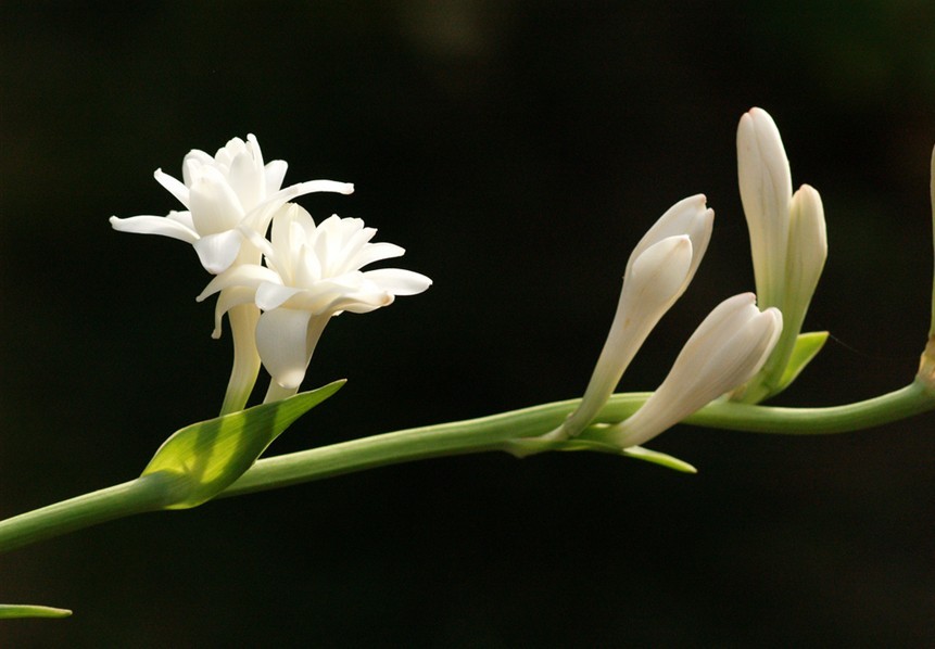 polianthes tuberosa.晚香玉.