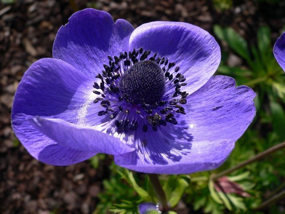 anemone coronaria.欧洲银莲花.