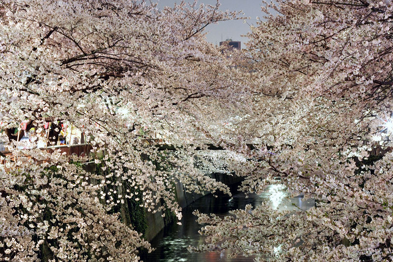 日本「目黒川」的樱花