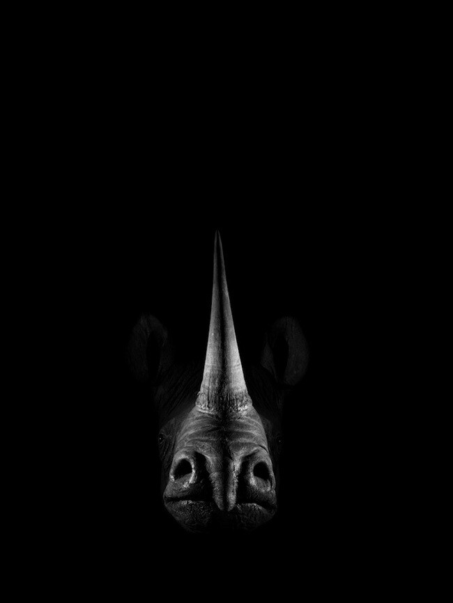 owen lavoie 用黑白的手法,拍摄这些野生动物,令照片充满了一种神秘感