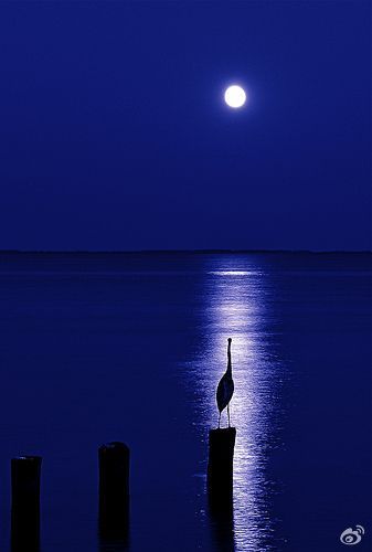 月光下的海.