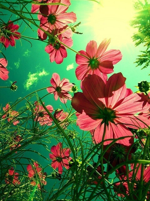 闲看花开, 静待花落, 冷暖自知, 干净如始.