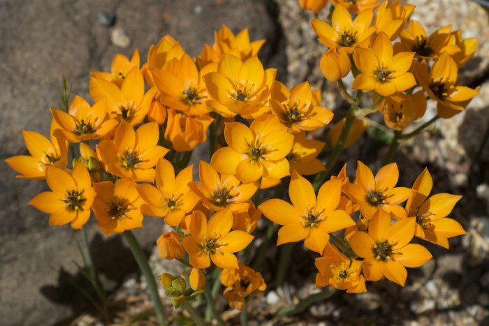 ornithogalum dubium.杜宾虎眼万年青.