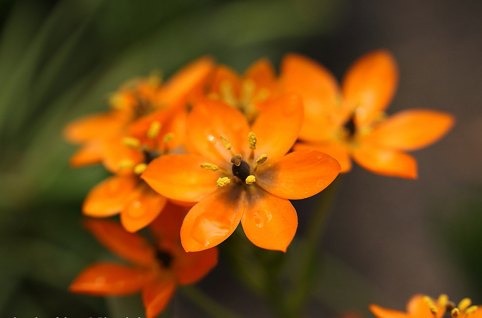 ornithogalum dubium.杜宾虎眼万年青.