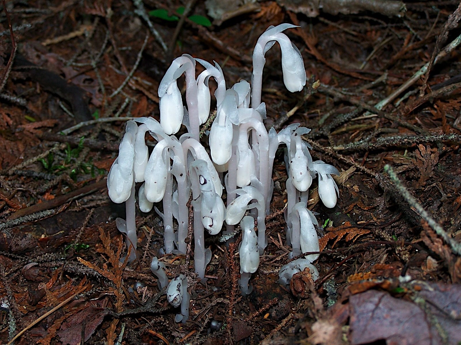 假水晶兰 or 水晶兰