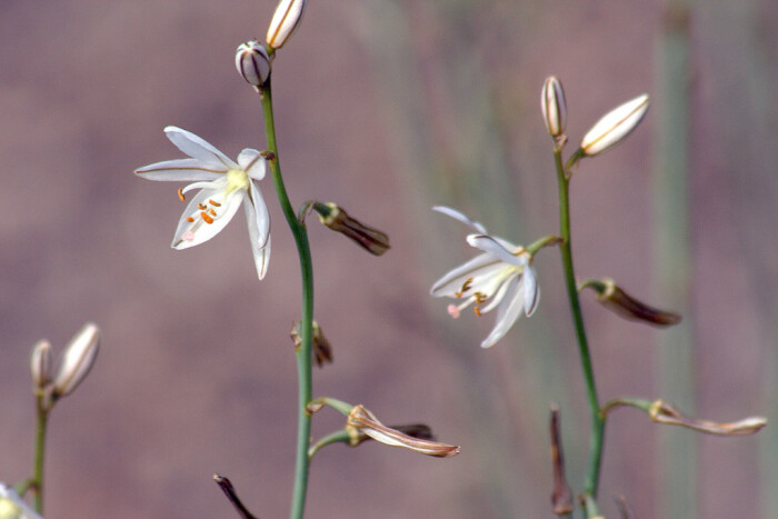 asphodelus fistulosus.阿特拉斯金穗花.