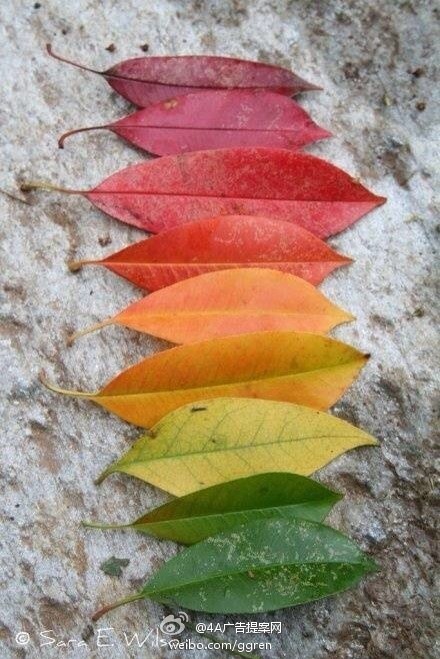 【叶子生命的色彩~】生活需要多一点的色彩与创意~转