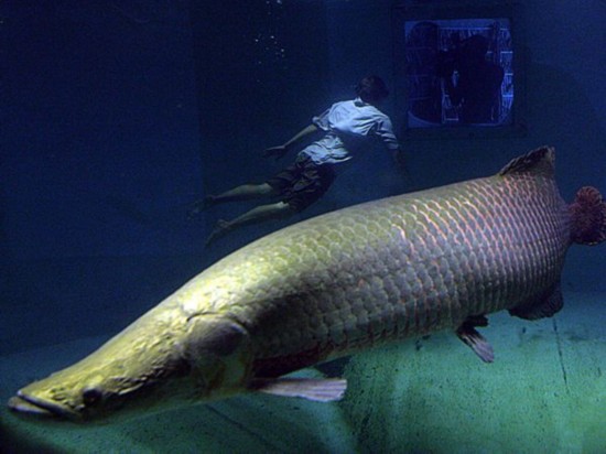 巨滑舌鱼与潜水员(巴西玛瑙斯水族馆):这种南美巨兽是世界上最大的