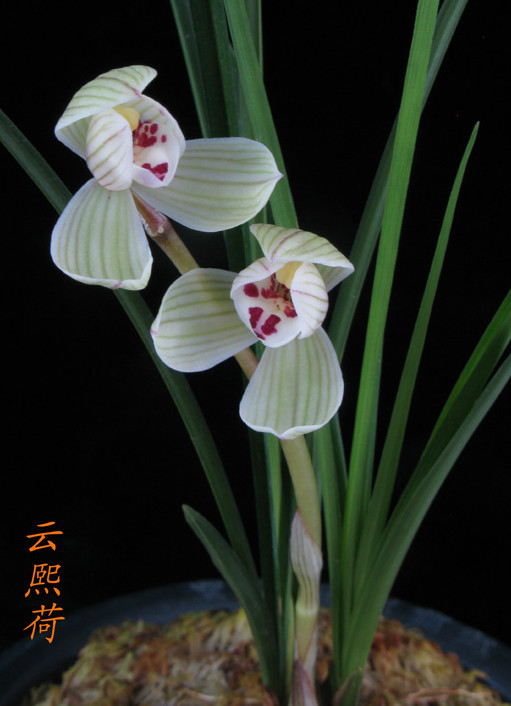 云熙荷 莲瓣