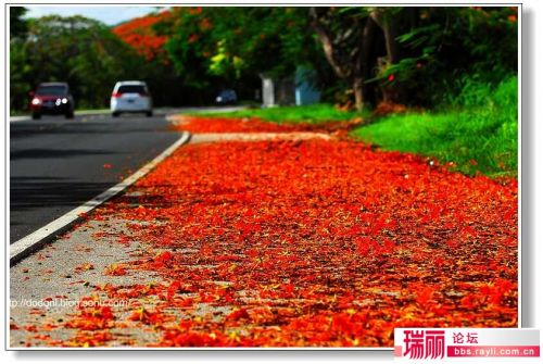 凤凰花,火红热烈