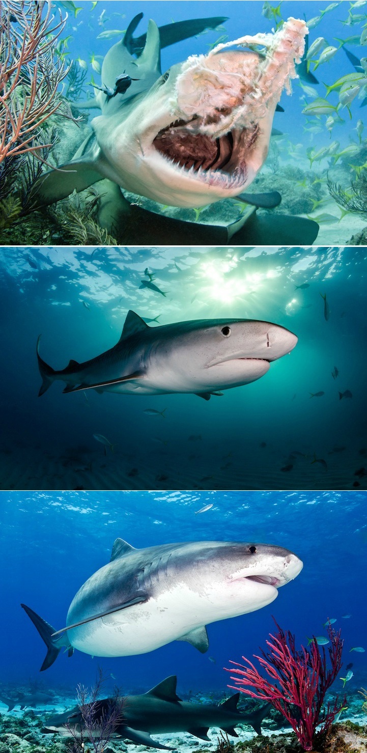 【水下摄影】鲨鱼 | todd bretl