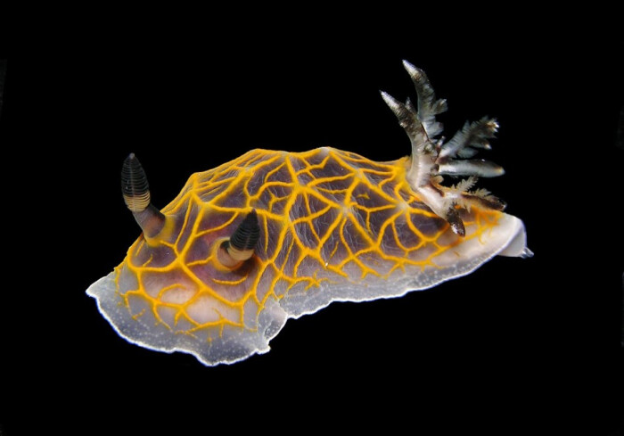 海蛞蝓 