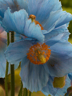蓝色罂粟花
