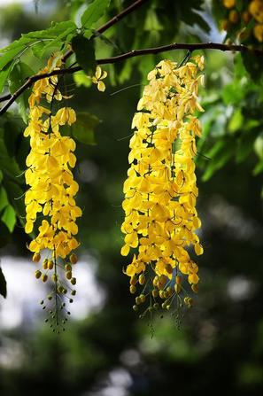 阿勃勒(学名:cassia fistula),又名金链花(腊肠树),属苏木亚科,该属