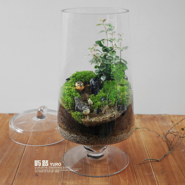 屿路生活 苔藓微景观 苔藓生态瓶