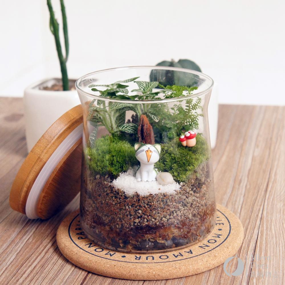 微植物志 苔藓生态瓶包邮 苔藓微景观 diy手作 起司猫小奇