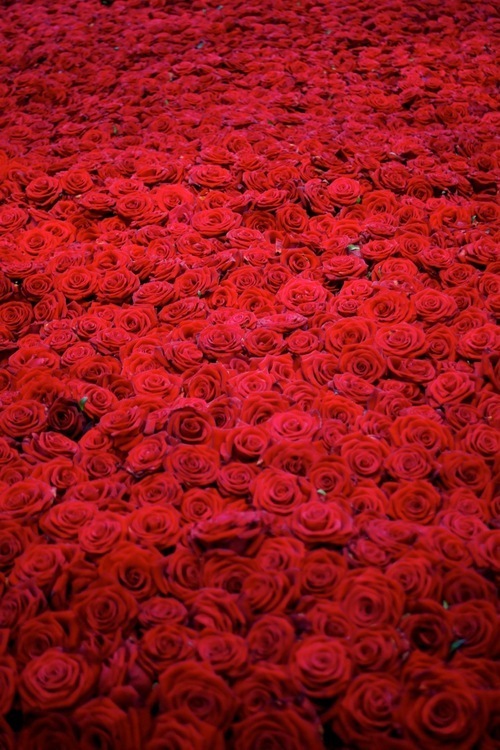 玫瑰玫瑰 我爱你