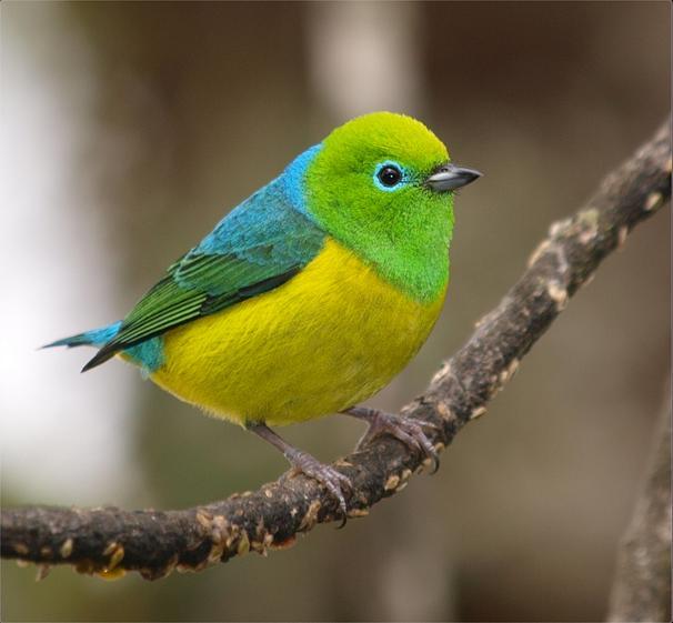 蓝枕绿雀(chlorophonia cyanea)南美的一种常见鸟类.