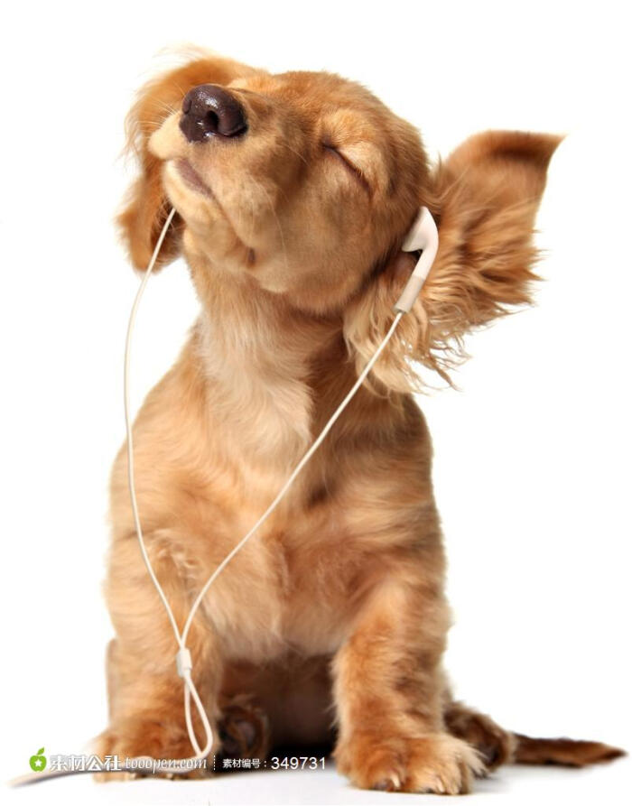 惬意听音乐的小狗图片素材,眯眼坐立的小狗搞笑图片