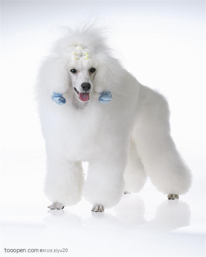 白色毛茸茸的贵宾犬图片素材,小型张嘴的贵宾犬桌面壁纸,白色可爱狗狗