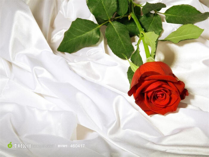 鲜艳红玫瑰一朵图片素材,高清婚礼玫瑰鲜花背景图片