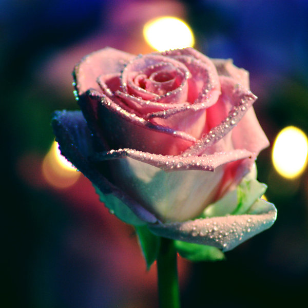 漂亮的玫瑰花摄影图片欣赏