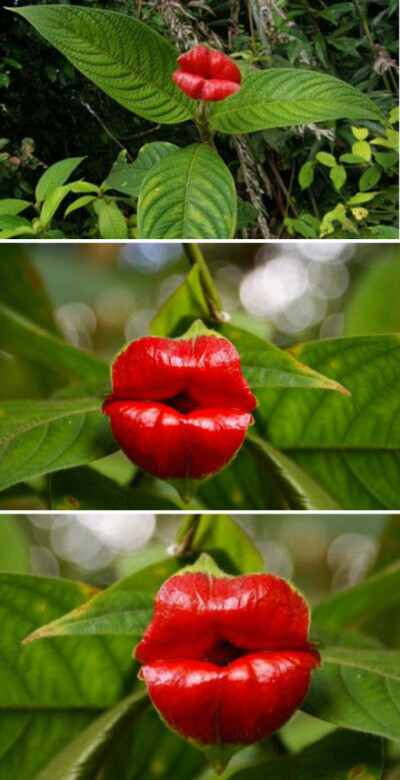 做花自是要做一朵奇葩 psychotria elata,俗称的嘴唇花,它的花苞艳