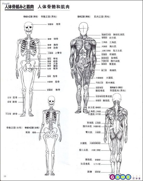 人体骨骼肌肉排布