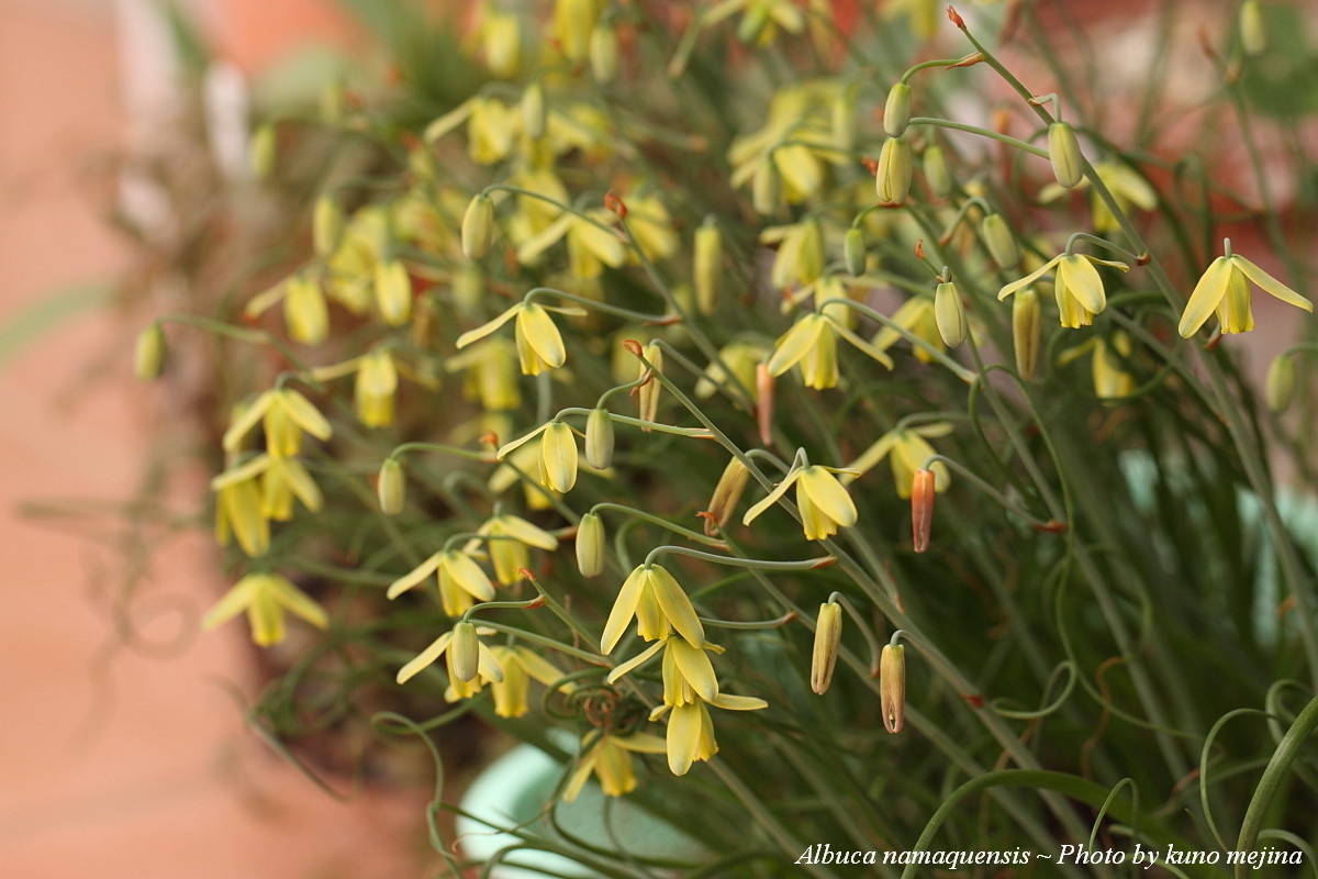 albuca namaquensis.细叶弹簧草.