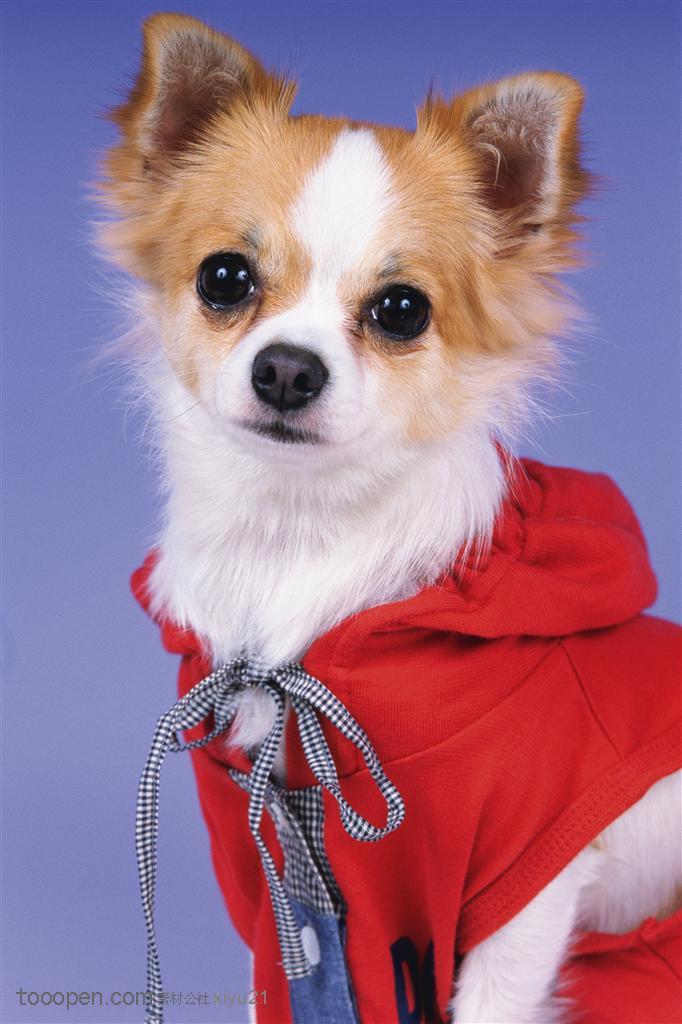 小型宠物狗图片素材,穿着衣服的小狗高清图片