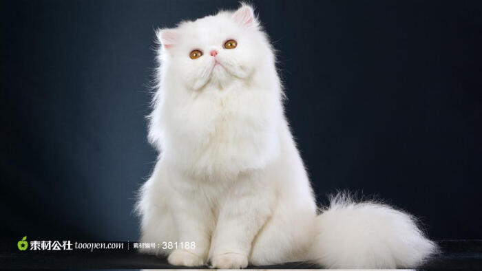 黄眼睛白猫高清图片,可爱的白色波斯猫图片素