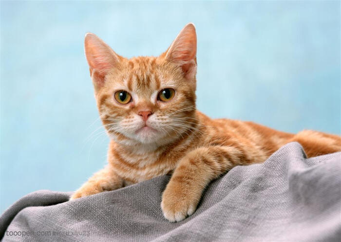 可爱宠物猫图片素材,趴在灰布上的猫咪高清图片
