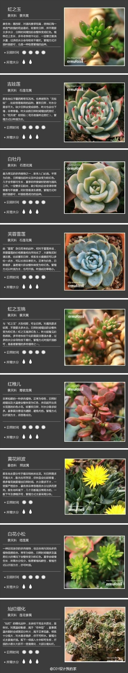 【多肉植物种类大百科】端走一盘回家好好照料吧! @diy设计我的家