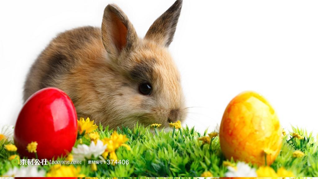 高清小兔子桌面壁纸,可爱的复活节小兔子图片素材