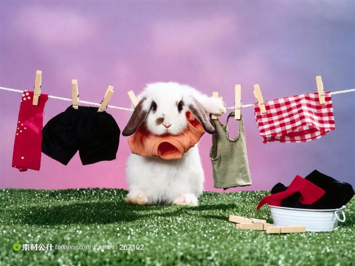 趴在晾衣服绳子上的小白兔高清图片