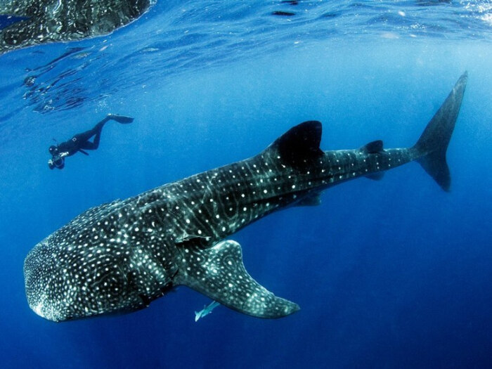 (鲸鲨)动物大迁徙:尽管鲸鱼鲨鱼的迁徙活动并不为人熟知,但每年5月