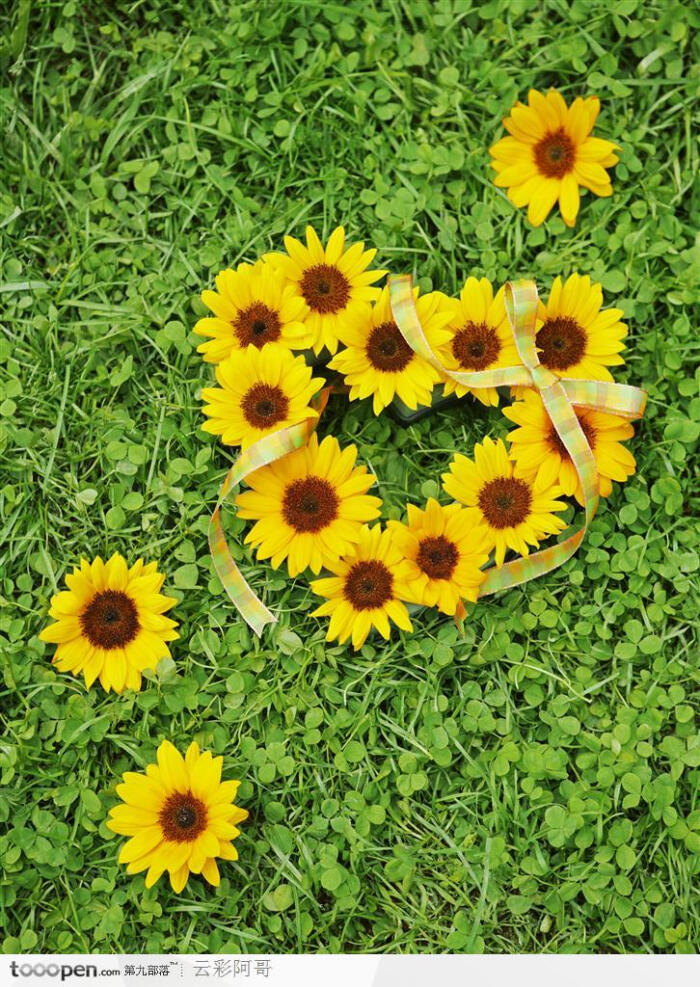 绿草地上的向日葵花摆成的心形造型高清图片素材下载