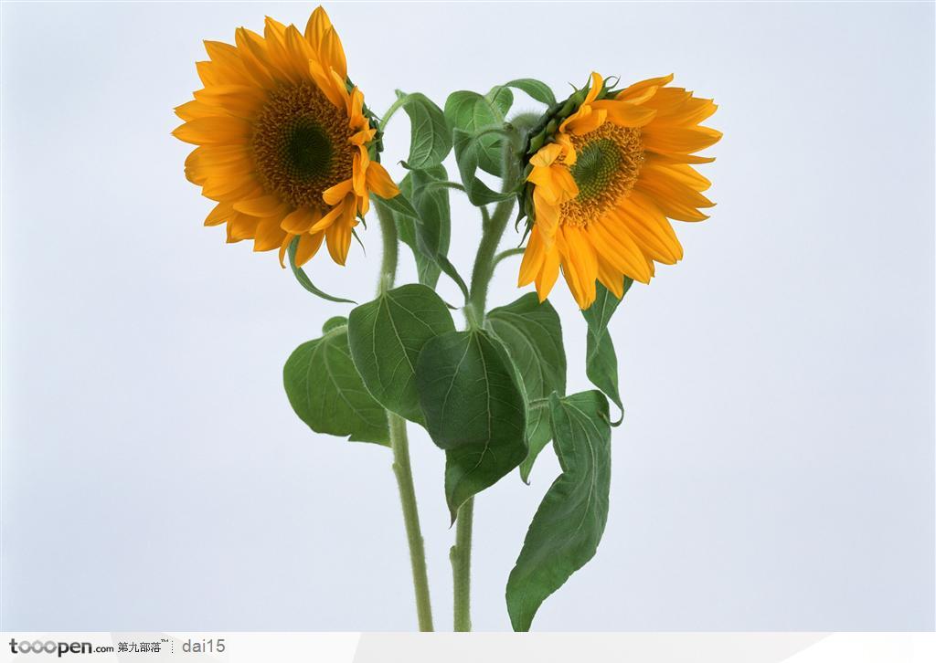 花卉特写-两朵向日葵高清图片素材下载