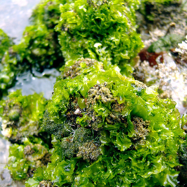 海藻,石莼