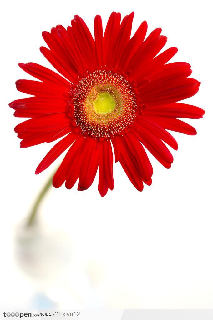红色向日葵图片素材,花瓶中的向日葵高清图片素材下载