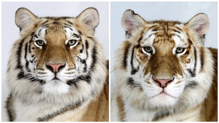 迷人的稀有孟加拉虎的特写肖像 | 美国南卡罗来纳州稀有物种研究所