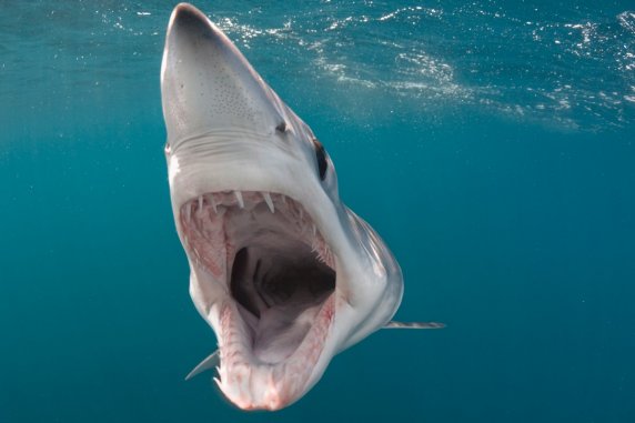 危险的灰鲭鲨:灰鲭鲨或许不是最大的鲨鱼种类(只有8英尺长,比鲸鲨短24