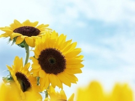 我的内心是一片向阳花的世界,每天都充满阳光.