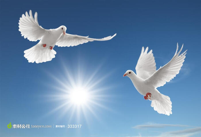 阳光下的两只合平鸽子高清摄影素材图片桌面壁纸