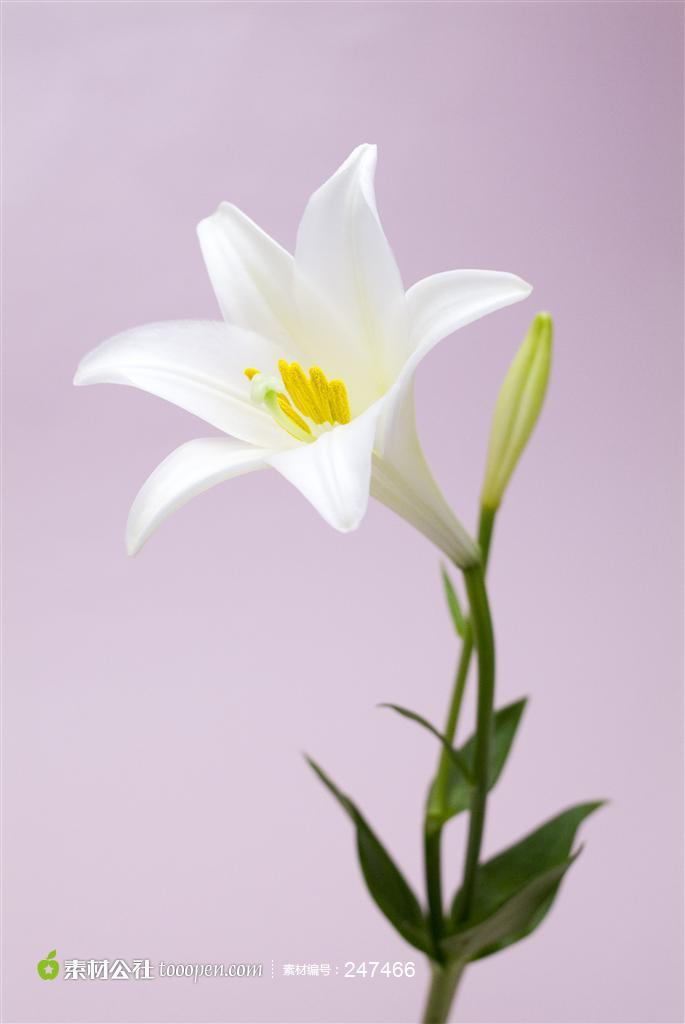 盛开的白百合花背景图片高清图片素材