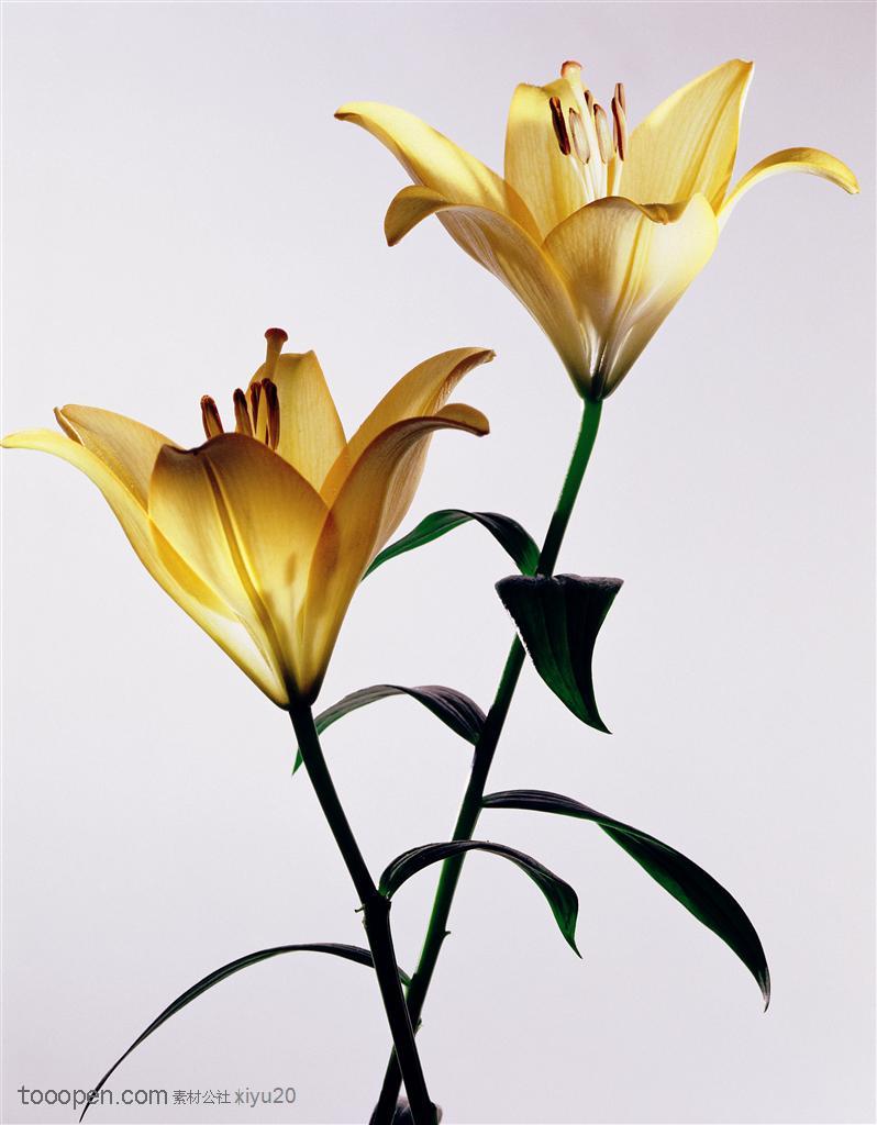 花卉特写-两只金黄的百合花背景图片高清图片素材