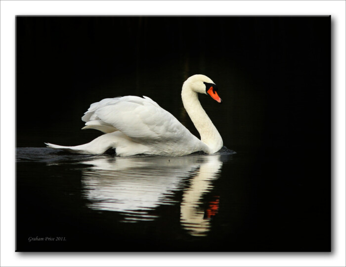 疣鼻天鹅 mute swan